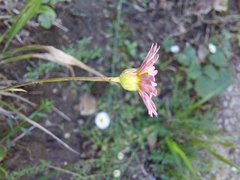 Erigeron karvinskianus