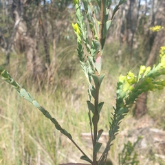 Pimelea flava