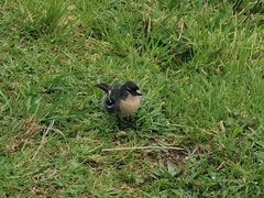 Fringilla coelebs moreletti