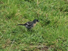 Fringilla coelebs moreletti