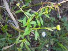 Erigeron karvinskianus