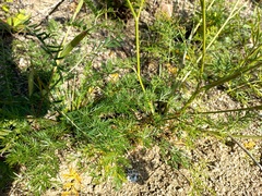 Kitagawia baicalensis