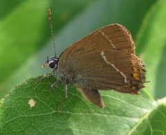 Satyrium spini