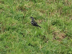 Fringilla coelebs moreletti