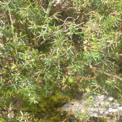 Acrotriche serrulata