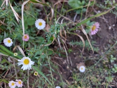 Erigeron karvinskianus