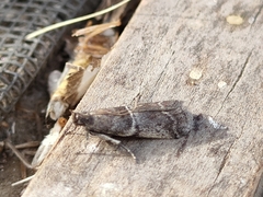Acrobasis
