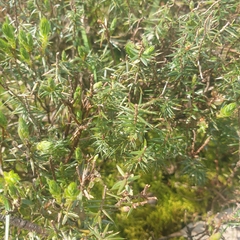 Acrotriche serrulata