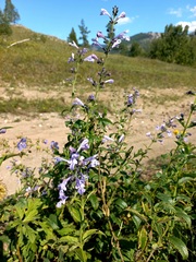 Nepeta sibirica