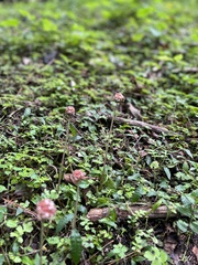 Lecanthus peduncularis