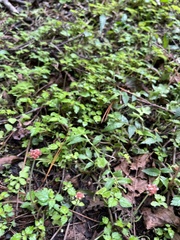 Lecanthus peduncularis