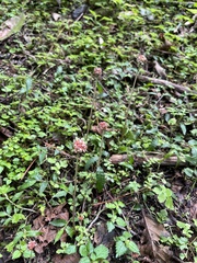 Lecanthus peduncularis