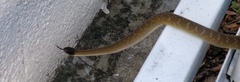 Crotaphopeltis hotamboeia