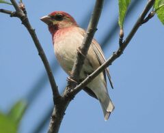 Carpodacus erythrinus