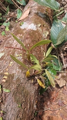 Bulbophyllum