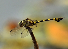 Ictinogomphus rapax