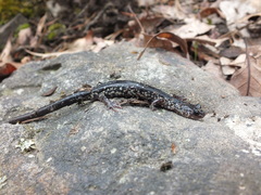 Plethodon punctatus