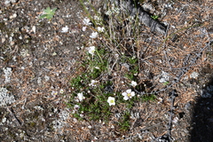 Cherleria arctica