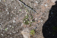 Cherleria arctica