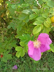Rosa rugosa