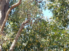 Sphecotheres vieilloti