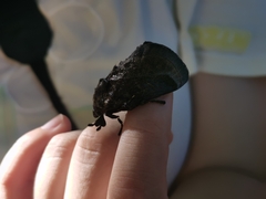 Phocoderma