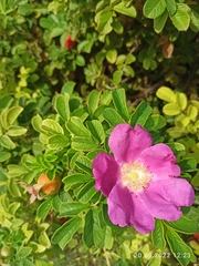 Rosa rugosa
