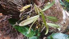Bulbophyllum