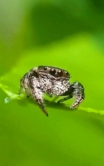 Salticinae