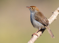 Cisticola fulvicapilla