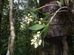 Dendrobium x gracillimum
