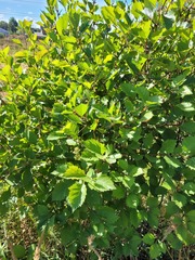 Crataegus flabellata