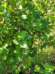 Crataegus flabellata