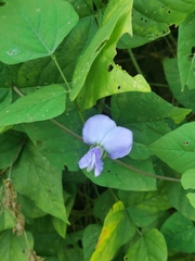 Psophocarpus tetragonolobus