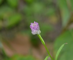 Polygala sanguinea
