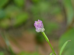 Polygala sanguinea