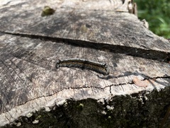 Malacosoma constricta