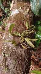 Bulbophyllum