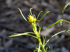 Xerochrysum viscosum