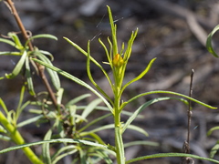 Xerochrysum viscosum