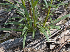 Xerochrysum viscosum