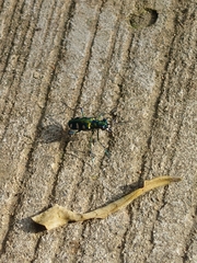 Cosmodela batesi