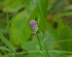 Polygala sanguinea