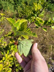 Crataegus maximowiczii