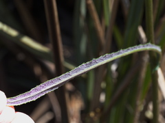 Senecio phelleus