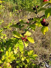 Crataegus maximowiczii