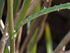 Senecio phelleus