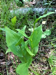 Cypripedium macranthos