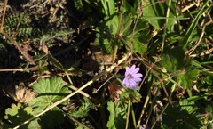 Geranium pyrenaicum
