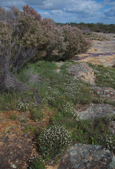 Borya sphaerocephala